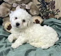 Milan, a  Bichon Frise for sale in Wrightsville, GA – 4 of 10