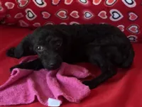 Idra, a female Poodle - Toy  for sale in Wrightsville, GA – 2 of 10