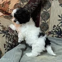 Orlena, a female Shihpoo and Shih Tzu for sale in Wrightsville, GA – 3 of 10