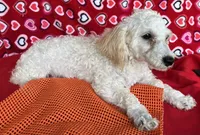 Milton, a male Poodle - Toy  for sale in Wrightsville, GA – 5 of 10