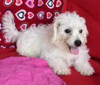 Merilyn, a female Bichon Frise for sale in Wrightsville, GA – 1 of 10