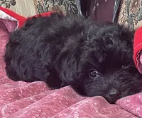Corlyn, a female Yorkshire Terrier and Poodle - Toy  for sale in Wrightsville, GA – 7 of 10