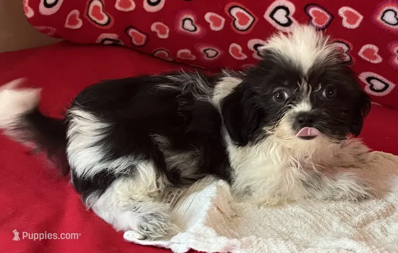 Essie – Shih Tzu puppy for sale in Wrightsville, GA