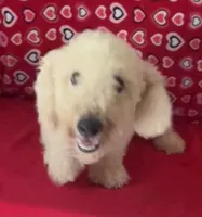 Cyprus, a male Bichon Frise for sale in Wrightsville, GA – 3 of 10