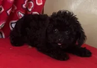 Leola, a female Poodle - Toy  for sale in Wrightsville, GA – 6 of 9