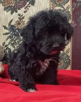 Cyrano, a male Yorkshire Terrier and Poodle - Toy  for sale in Wrightsville, GA – 3 of 10