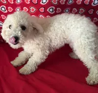Princess , a female Bichon Frise for sale in Wrightsville, GA – 5 of 9