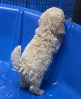 Sofie, a male Poodle - Toy  and Bichpoo for sale in Wrightsville, GA – 3 of 10