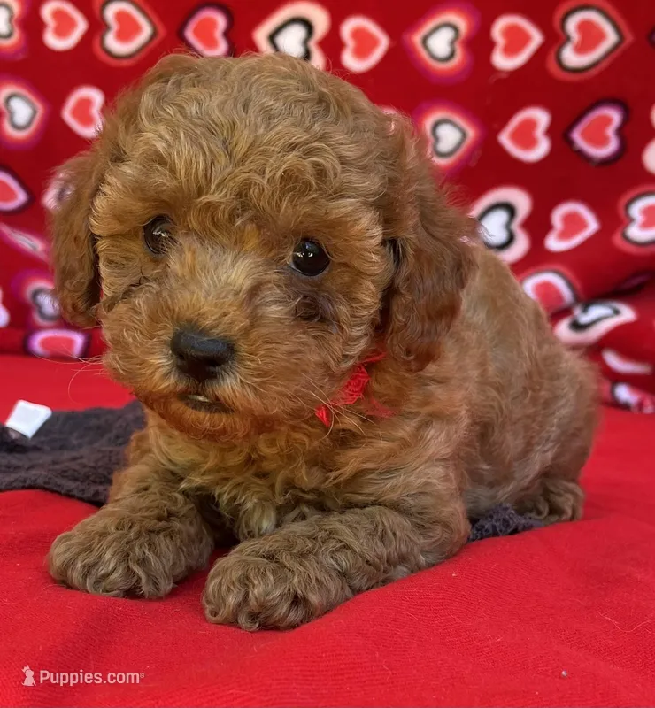 Ivan – Poodle - Toy  puppy for sale in Wrightsville, GA