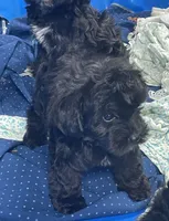 Corlyn, a female Yorkshire Terrier and Poodle - Toy  for sale in Wrightsville, GA – 4 of 10