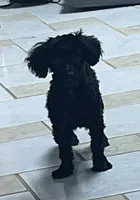 Wylie, a female Poodle - Toy  for sale in Wrightsville, GA – 8 of 10