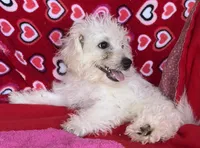 Merilyn, a female Bichon Frise for sale in Wrightsville, GA – 7 of 10