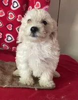 Charlotte, a female Bichon Frise and Shihpoo for sale in Wrightsville, GA – 2 of 9
