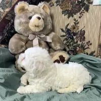 Milan, a  Bichon Frise for sale in Wrightsville, GA – 8 of 10