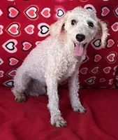 Mimi, a male Poodle - Toy  for sale in Wrightsville, GA – 10 of 10