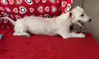Milan, a male Bichon Frise for sale in Wrightsville, GA – 3 of 8