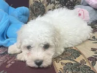 Tilton, a male Bichon Frise for sale in Wrightsville, GA – 2 of 9