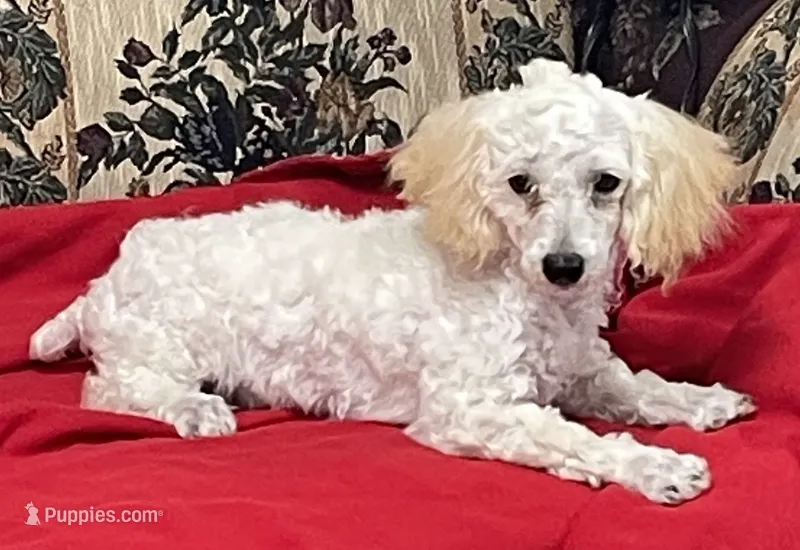 Milton – Poodle - Toy  puppy for sale in Wrightsville, GA