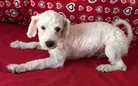Delwin, a male Bichon Frise for sale in Wrightsville, GA – 6 of 10