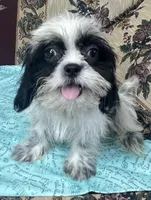 Elisha, a male Shih Tzu for sale in Wrightsville, GA – 6 of 10