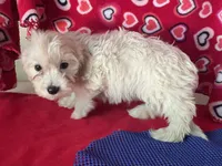 Camila, a female Bichon Frise and Shihpoo for sale in Wrightsville, GA – 3 of 9