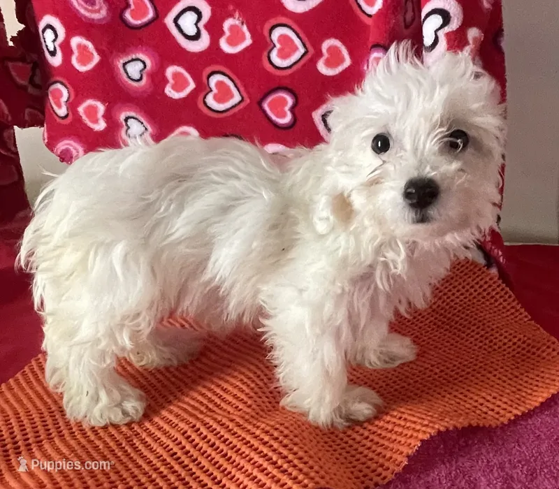 Claire – Bichon Frise, Shihpoo puppy for sale in Wrightsville, GA