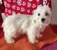 Claire, a female Bichon Frise and Shihpoo for sale in Wrightsville, GA – 1 of 8