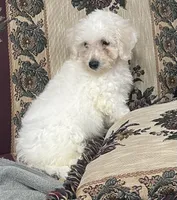 Damian, a male Bichon Frise for sale in Wrightsville, GA – 4 of 10