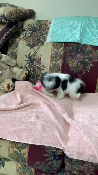 Nadia, a female Shih Tzu for sale in Wrightsville, GA – 7 of 10