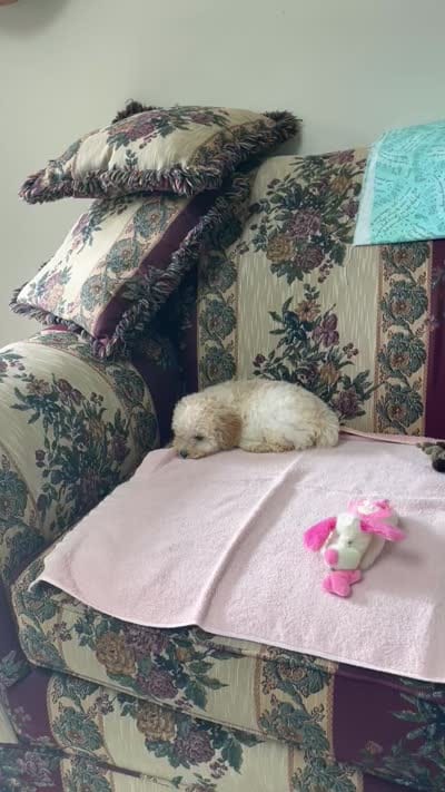 Mimi, a male Poodle - Toy  for sale in Wrightsville, GA – 10 of 10