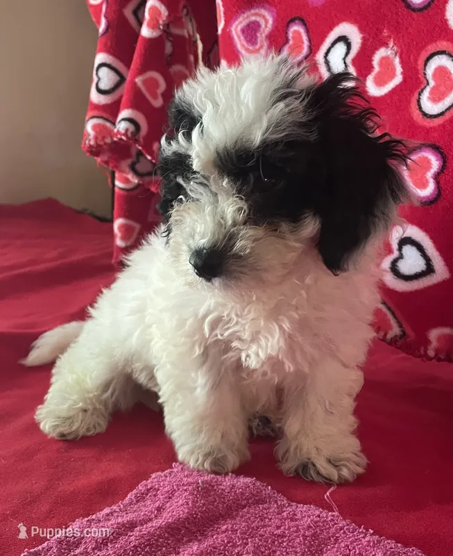 Carter – Bichon Frise, Shihpoo puppy for sale in Wrightsville, GA