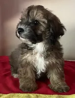 Colton, a male Bichon Frise and Shihpoo for sale in Wrightsville, GA – 10 of 10