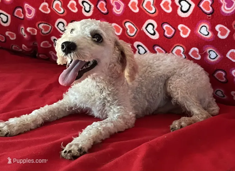 Mimi – Poodle - Toy  puppy for sale in Wrightsville, GA