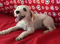 Mimi, a male Poodle - Toy  for sale in Wrightsville, GA – 1 of 10