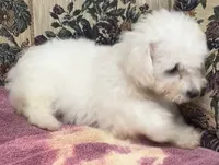Delaney, a female Bichon Frise for sale in Wrightsville, GA – 6 of 10