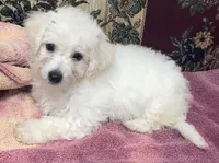 Daniel, a male Bichon Frise for sale in Wrightsville, GA – 10 of 10