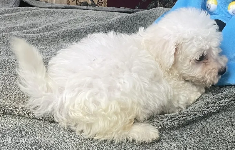 Tamaka – Bichon Frise puppy for sale in Wrightsville, GA