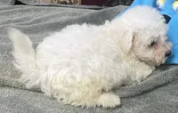 Tamaka, a female Bichon Frise for sale in Wrightsville, GA – 1 of 10