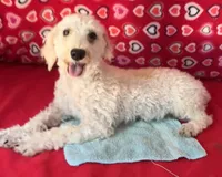Milton, a male Poodle - Toy  for sale in Wrightsville, GA – 4 of 10