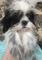 Elisha, a male Shih Tzu for sale in Wrightsville, GA – 10 of 10