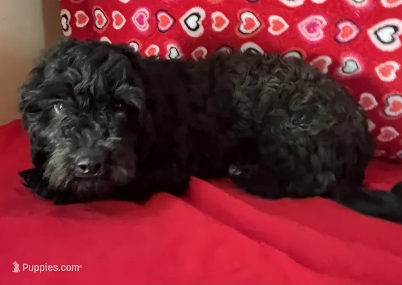 Chita – Bichon Frise, Shihpoo puppy for sale in Wrightsville, GA