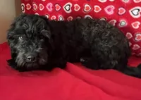 Chita, a female Bichon Frise and Shihpoo for sale in Wrightsville, GA – 1 of 10