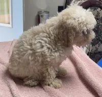 Stormy, a male Poodle - Toy  and Bichpoo for sale in Wrightsville, GA – 2 of 10