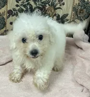 Tuan, a male Bichon Frise for sale in Wrightsville, GA – 1 of 9