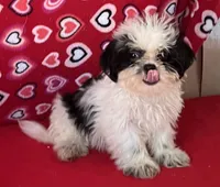 Earl, a male Shih Tzu for sale in Wrightsville, GA – 1 of 10