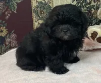 Ovidio, a male Shihpoo and Shih Tzu for sale in Wrightsville, GA – 5 of 10