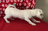 Merilyn, a female Bichon Frise for sale in Wrightsville, GA – 6 of 8