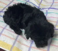 Corette, a female Yorkshire Terrier and Poodle - Toy  for sale in Wrightsville, GA – 7 of 10