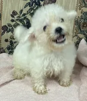Tuan, a male Bichon Frise for sale in Wrightsville, GA – 7 of 9