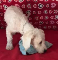 Delwin, a male Bichon Frise for sale in Wrightsville, GA – 2 of 10